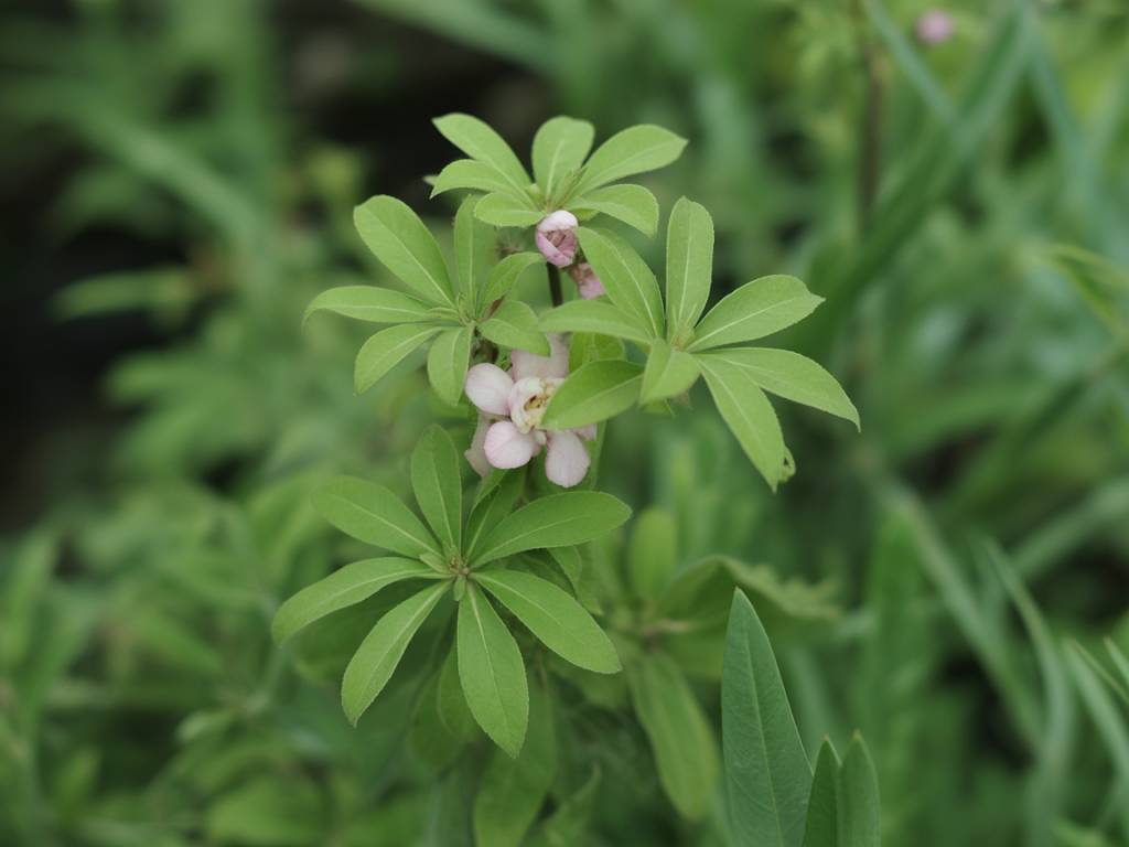Frelon asiatique : les plantes répulsives naturelles à connaître pour protéger votre jardin