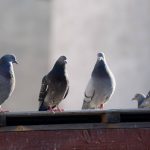 Prévenir les nuisances causées par les pigeons en milieu urbain à lyon