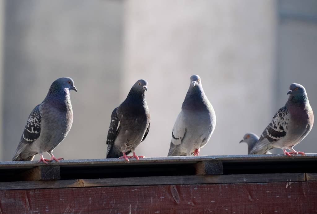 Prévenir les nuisances causées par les pigeons en milieu urbain à lyon